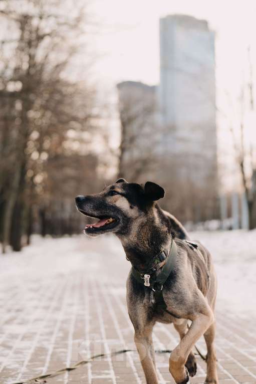 Собаки в Москве: Длиннолапый Хамфр в поиске семьи <3 Мальчик, Бесплатно - фото 5