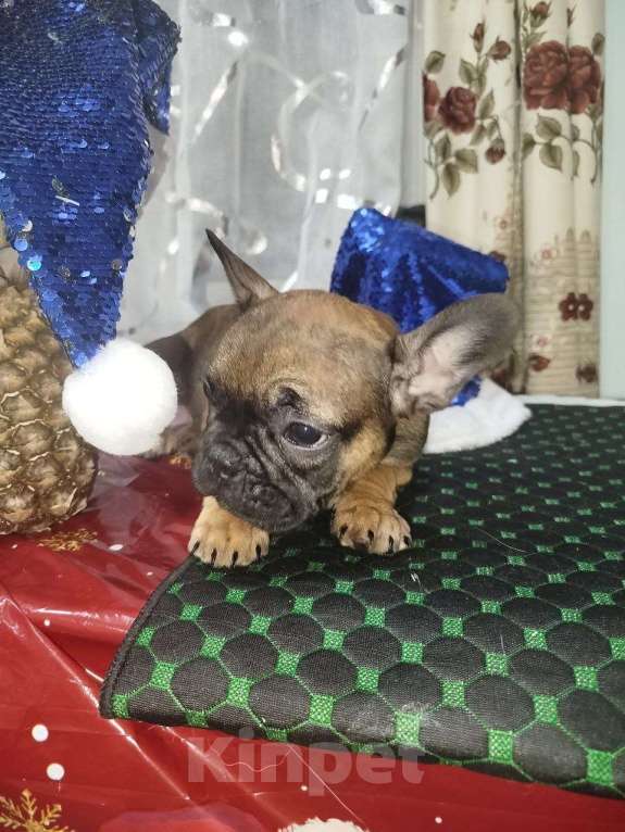 Собаки в Владимире: Девочка французский бульдог Девочка, 30 000 руб. - фото 2