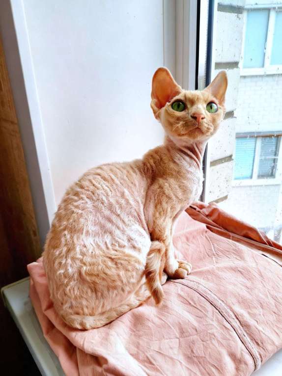 Кошки в Воронеже: Девон Рекс котёнок Мальчик, 50 000 руб. - фото 2