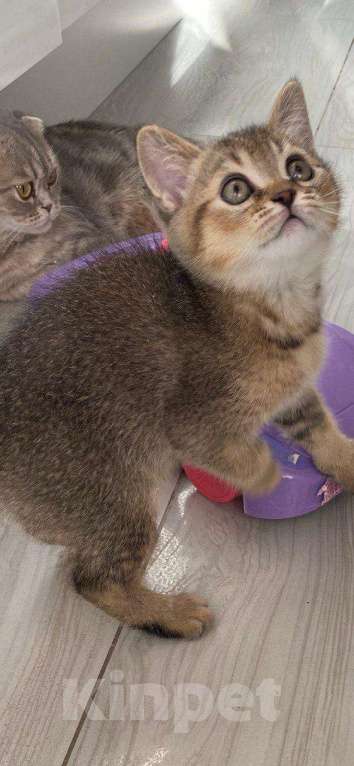 Кошки в Нижнем Новгороде: Шиншилловый шотландский чемпион Мальчик, Бесплатно - фото 3