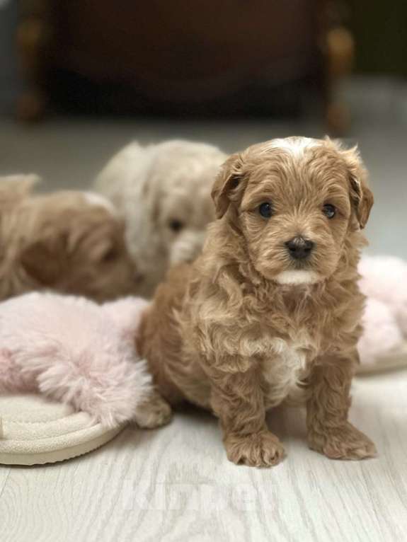 Собаки в Воронеже: Мальтипу мини  Мальчик, 100 000 руб. - фото 3