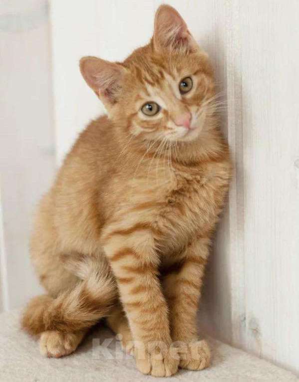 Кошки в Мичуринске: Коты-Апельсины!, 500 руб. - фото 1