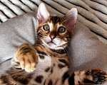Кошки в Самаре: Бенгальский мальчишка Veritay Bentley  Мальчик, 60 000 руб. - фото 7