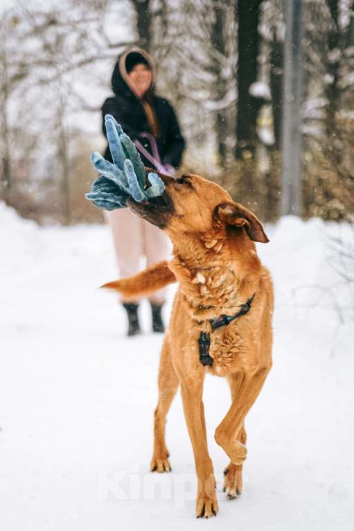 Собаки в Москве: Чанго ищет дом Мальчик, Бесплатно - фото 7