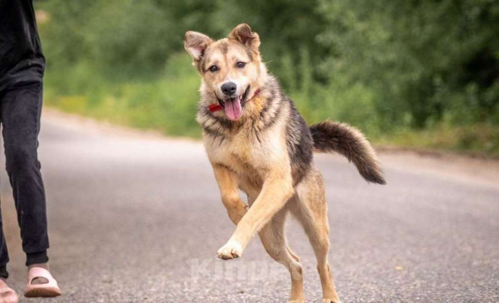 Собаки в других городах Владимирской области: Собака компаньон в самые лучшие добрые ручки! Девочка, Бесплатно - фото 4