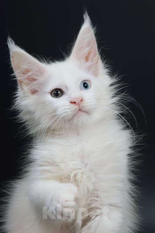 Кошки в Апрелевке: Купить котенка мейн-кун в Москве и области Мальчик, 50 000 руб. - фото 6