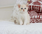 Кошки в Владивостоке: Британский котенок лиловый биколор Мальчик, 30 000 руб. - фото 3