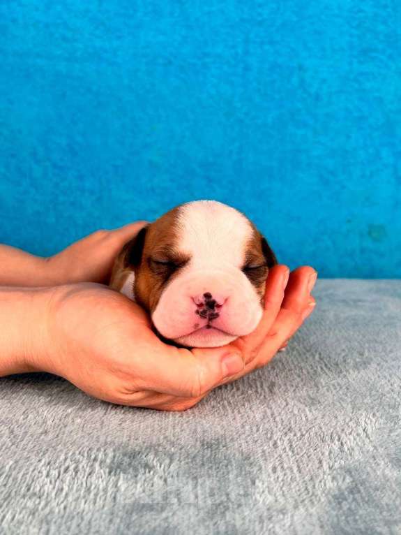 Собаки в Москве: Шикарный парень амстаффа Мальчик, 90 000 руб. - фото 1