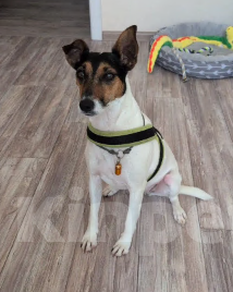 Собаки в других городах Краснодарского края: Форстерьер Лайла в хорошие руки Девочка, Бесплатно - фото 2