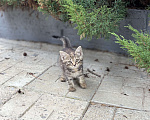 Кошки в Москве: Котенок-девочка в добрые руки  Девочка, Бесплатно - фото 3