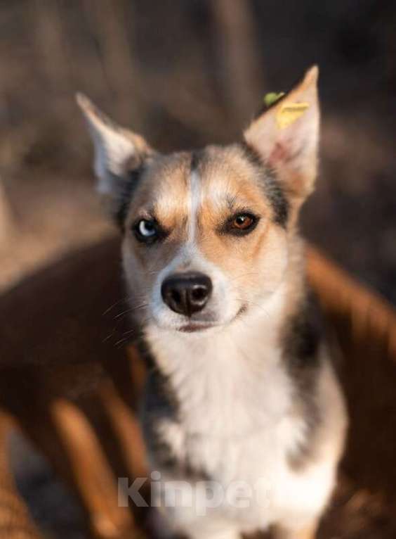 Собаки в Москве: Сия 1 год метис хаски с глазами из разных миров, и с характером друга Девочка, Бесплатно - фото 6