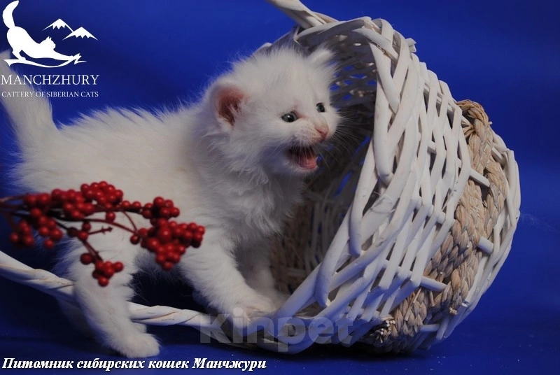 Кошки в Воронеже: Егоза Манчжури Девочка, 55 000 руб. - фото 3