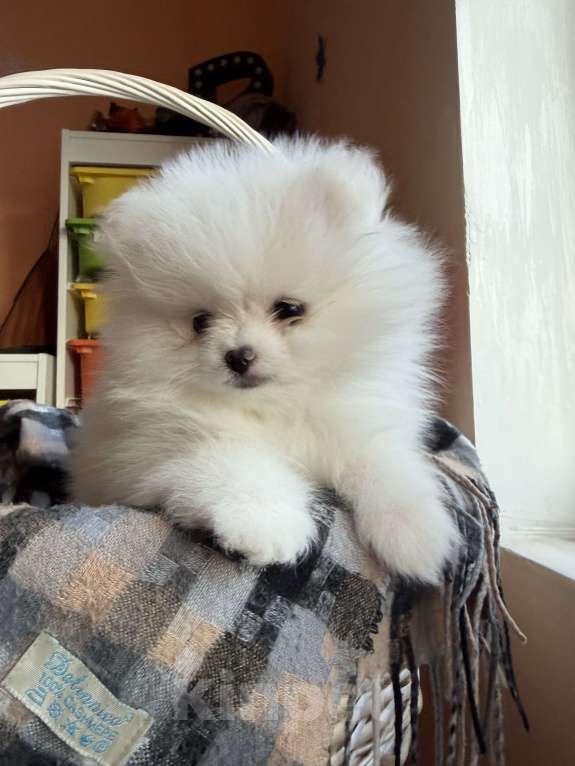 Собаки в Красногорске: Померанский шпиц Девочка, Бесплатно - фото 1