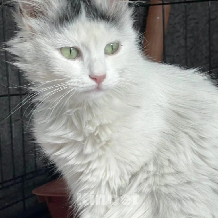 Кошки в Москве: Белая кошечка в беде Девочка, Бесплатно - фото 4