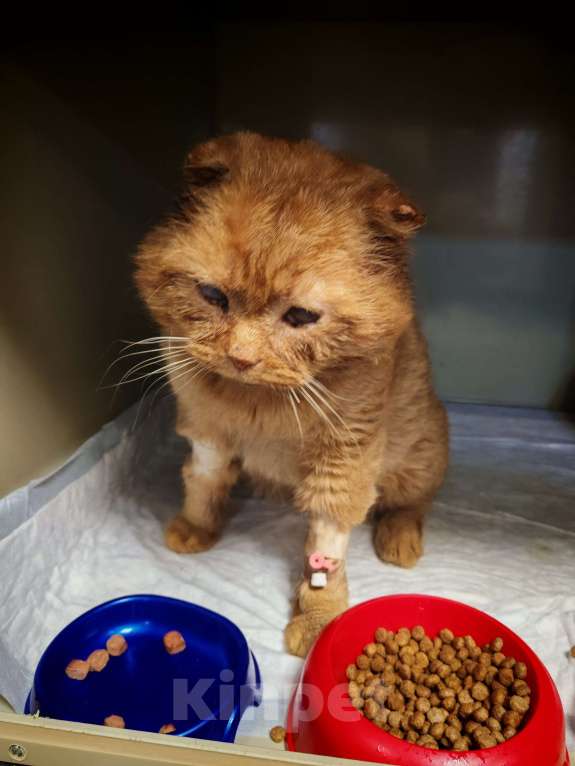 Кошки в Ореховом-Зуево: Кот ищет дом на доживание Мальчик, Бесплатно - фото 5