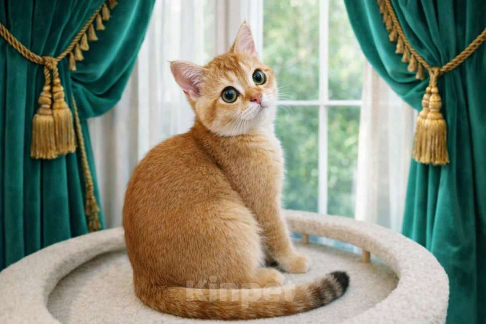 Кошки в Москве: Шотландские котята золотая шиншилла Мальчик, 35 000 руб. - фото 1