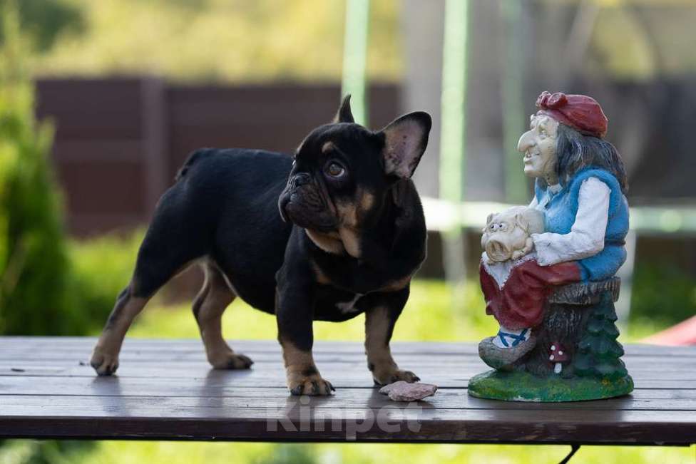 Собаки в других городах Московской области: Маленькая компактная девочка Девочка, 100 000 руб. - фото 8
