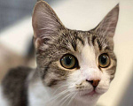 Кошки в Москве: Чудесный котенок Гатс ищет маму и папу Мальчик, Бесплатно - фото 3