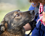 Собаки в Москве: Молодая девочка в добрые руки Девочка, Бесплатно - фото 3