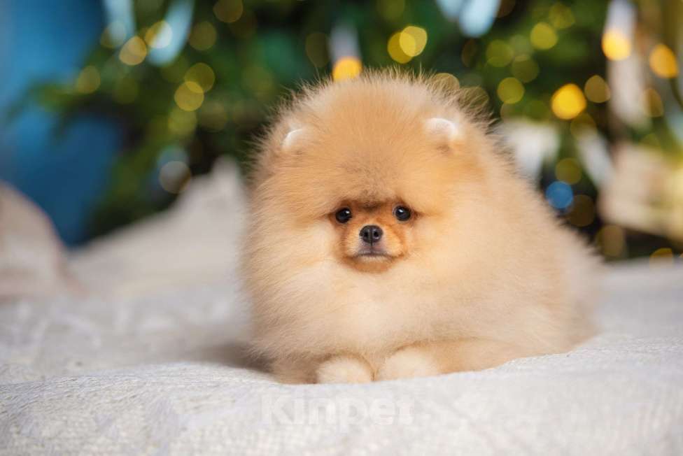 Собаки в Сосновом Бору: Мальчик Жан Поль ( РКФ) Мальчик, 180 000 руб. - фото 2