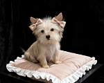 Собаки в Москве: Подрощенный йорк мини девочка золотая Девочка, 70 000 руб. - фото 2