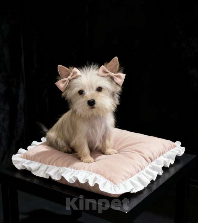 Собаки в Москве: Подрощенный йорк мини девочка золотая Девочка, 70 000 руб. - фото 2