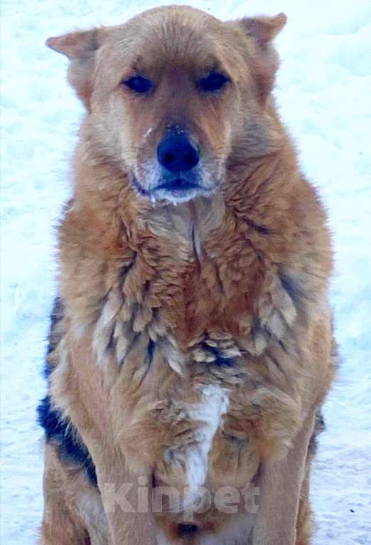 Собаки в других городах Ленинградской области: Лукас большой и сильный пёс в поиске дома Мальчик, Бесплатно - фото 2