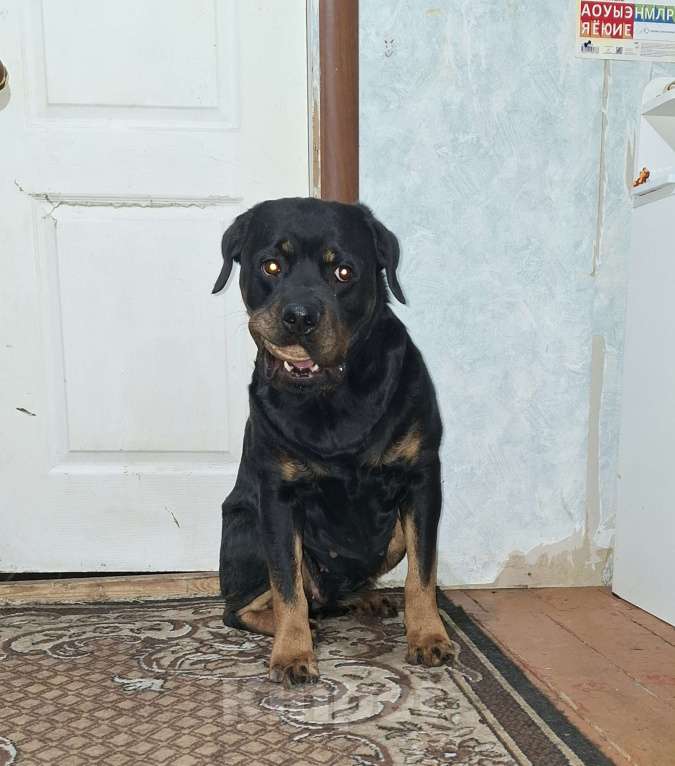 Собаки в Туле: Девочка Девочка, 18 000 руб. - фото 5