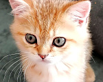 Кошки в Одинцово: Британский котенок мальчик Мальчик, 10 000 руб. - фото 3