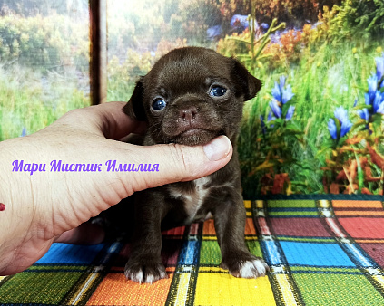 Мари Мистик Имилия короткошерстная чихуахуа