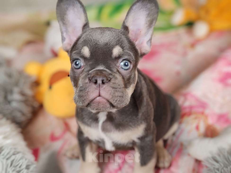 Собаки в Санкт-Петербурге: Шикарная лиловая девочка Девочка, Бесплатно - фото 3