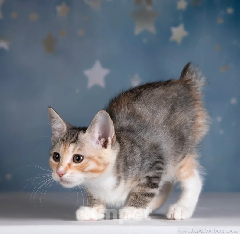 Кошки в других городах Московской области: Кошка курильского бобтейла Девочка, 45 000 руб. - фото 9