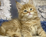Кошки в Санкт-Петербурге: Мейн Кун котята  Девочка, 45 000 руб. - фото 3