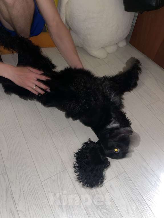 Собаки в Ростове-на-Дону: Найден спаниель черный Мальчик, Бесплатно - фото 2