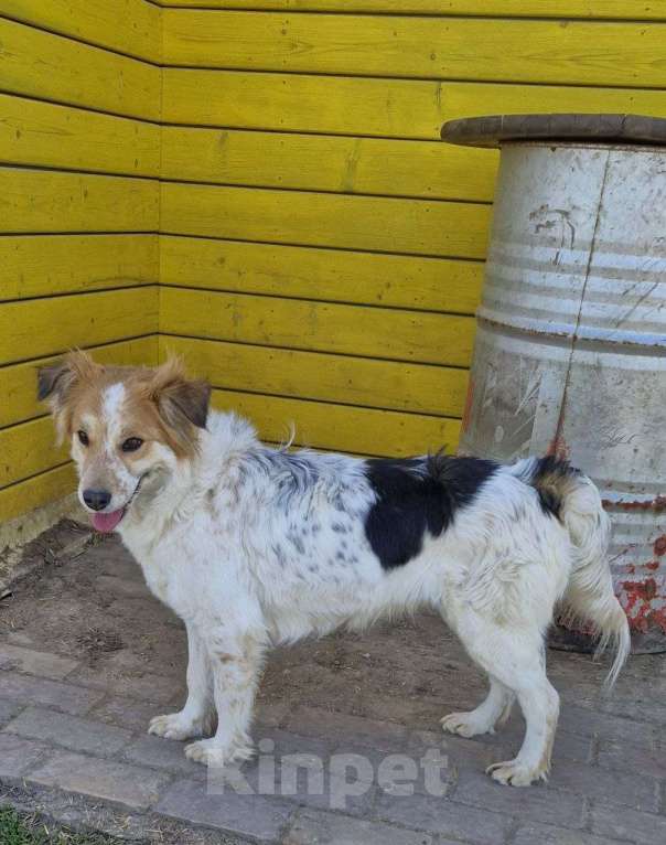 Собаки в Шебекино: Пальма ищет своего человека Девочка, Бесплатно - фото 3
