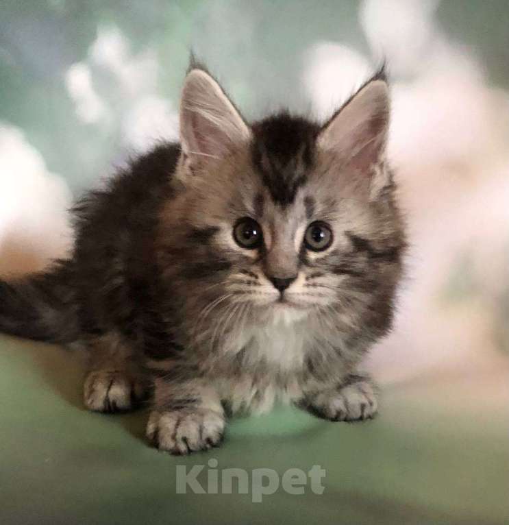 Кошки в Санкт-Петербурге: Котик мейн кун из питомника Nord-Westland Мальчик, 45 000 руб. - фото 6