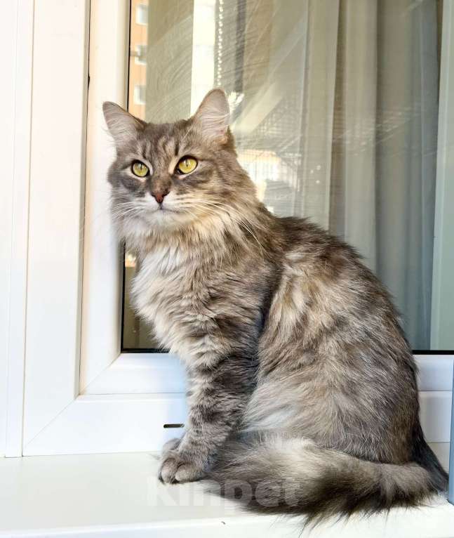 Кошки в Москве: Пушистый кот Цезарь в добрые руки  Мальчик, Бесплатно - фото 4