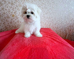 Собаки в Екатеринбурге: Мальтийская болонка — отличный выбор для дома.  Мальчик, Бесплатно - фото 3