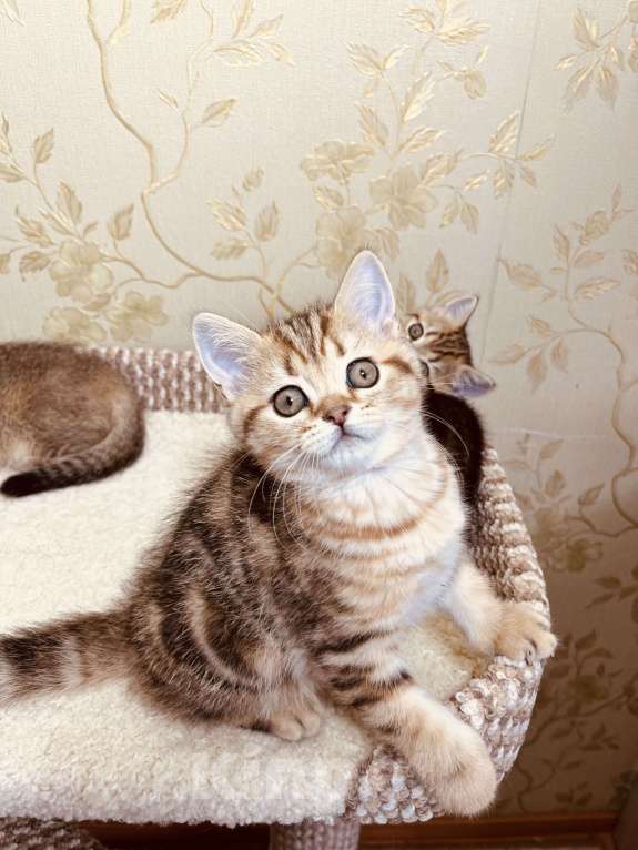 Кошки в Перми: Шотландские котики и кошечки Мальчик, 20 000 руб. - фото 3