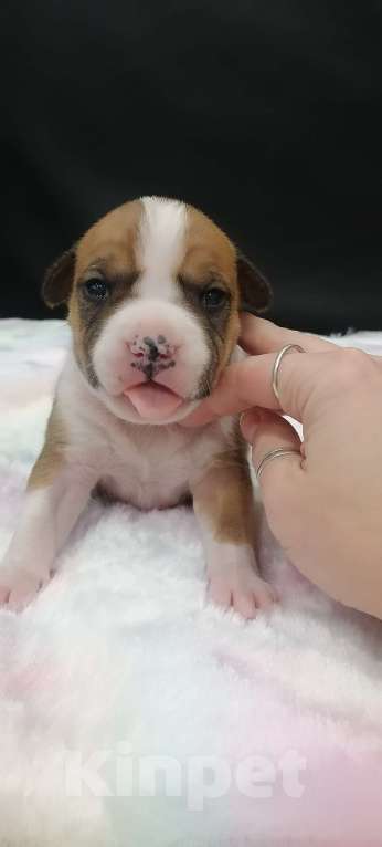 Собаки в Белгороде: Девочка американского стаффордширского терьера  Девочка, 40 000 руб. - фото 2