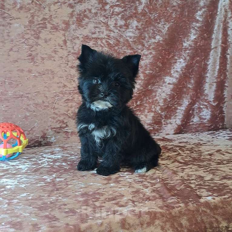 Собаки в Санкт-Петербурге: Крошка на ладошку, чёрный йорк девочка Девочка, 65 000 руб. - фото 3