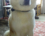 Собаки в Альметьевске: Вязка, 15 000 руб. - фото 4