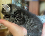 Кошки в Рязани: Котята Курильского бобтейла, 7 000 руб. - фото 6
