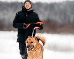 Собаки в Москве: Рыжий - обаятельный и интересный пес в добрые руки из приюта Мальчик, 50 руб. - фото 7