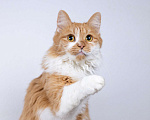 Кошки в Москве: Ярко-рыжая молодая пушистая кошечка Дакота в дар Девочка, 1 руб. - фото 2