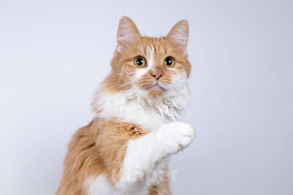 Кошки в Москве: Ярко-рыжая молодая пушистая кошечка Дакота в дар Девочка, 1 руб. - фото 2