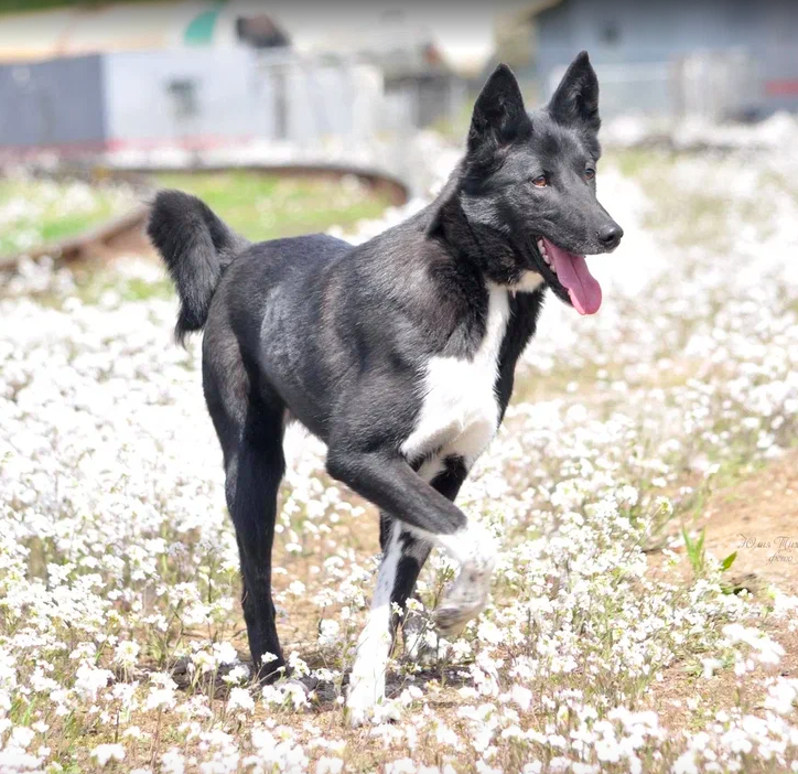 Собаки в Москве: Яра Девочка, Бесплатно - фото 5