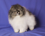 Собаки в Люберцах: Классный щенок померанского шпица Мальчик, 100 000 руб. - фото 2