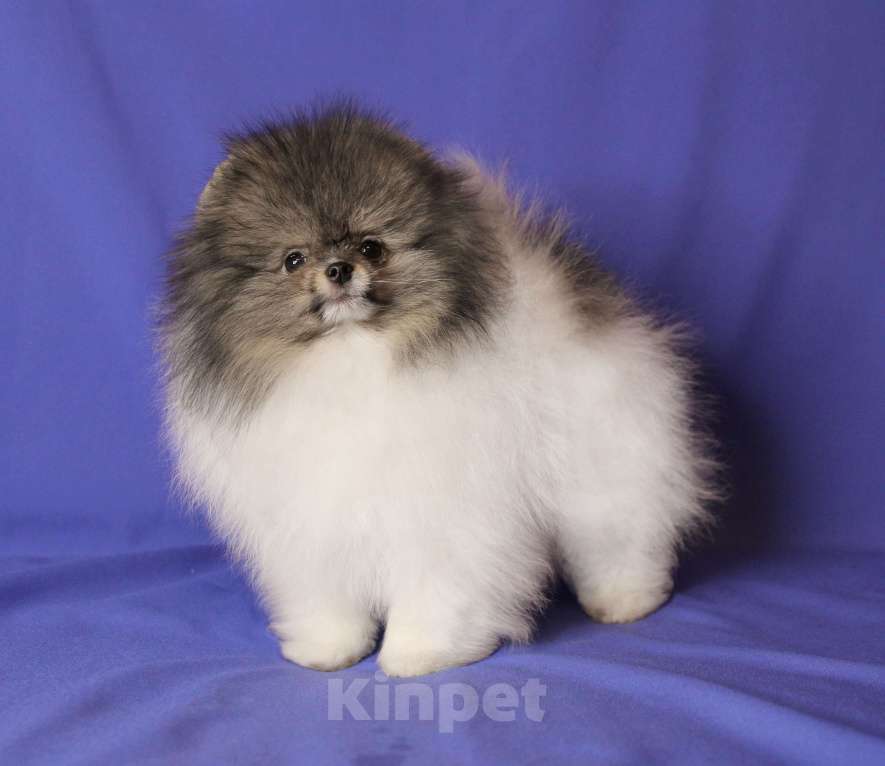Собаки в Люберцах: Классный щенок померанского шпица Мальчик, 100 000 руб. - фото 2