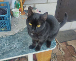 Кошки в Ульяновске: Найден черный кот Мальчик, Бесплатно - фото 2